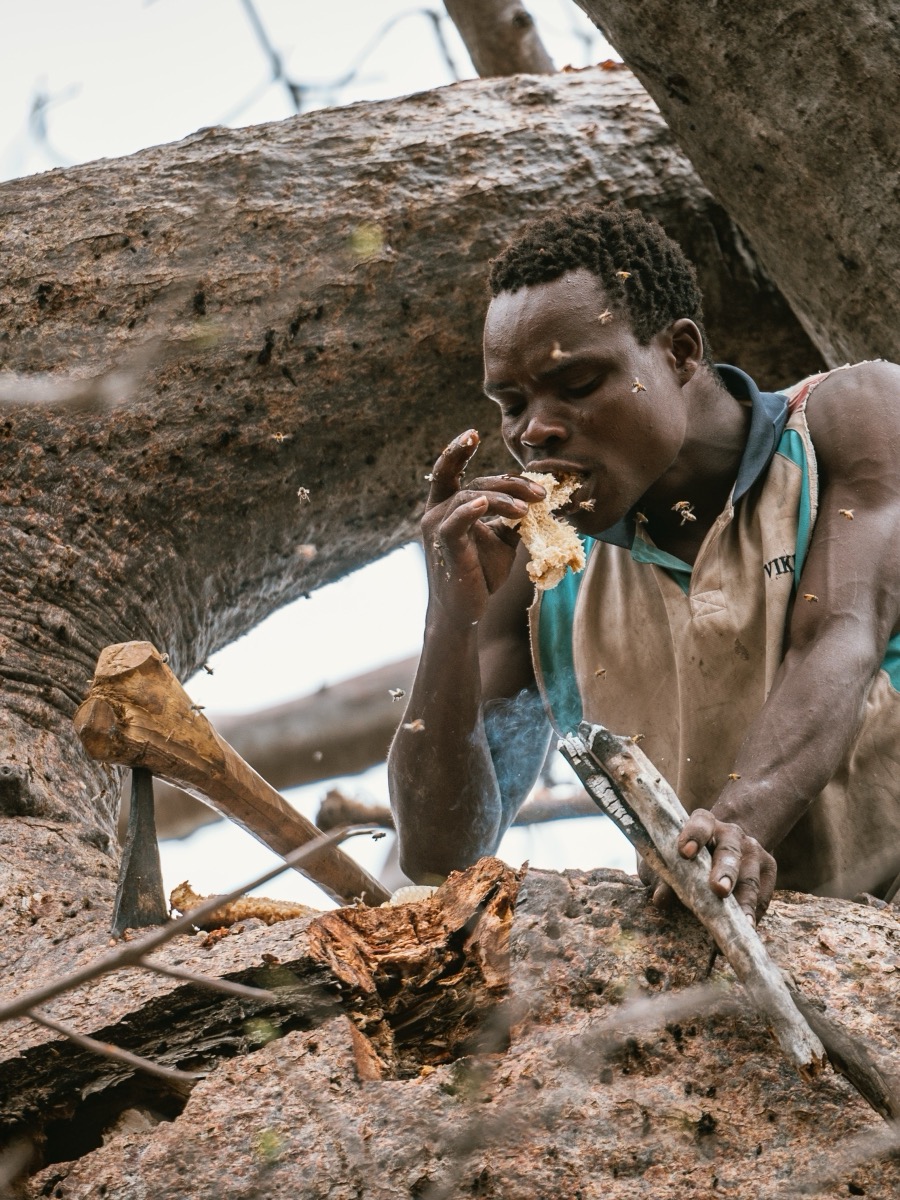 Hadza community members gathering honey