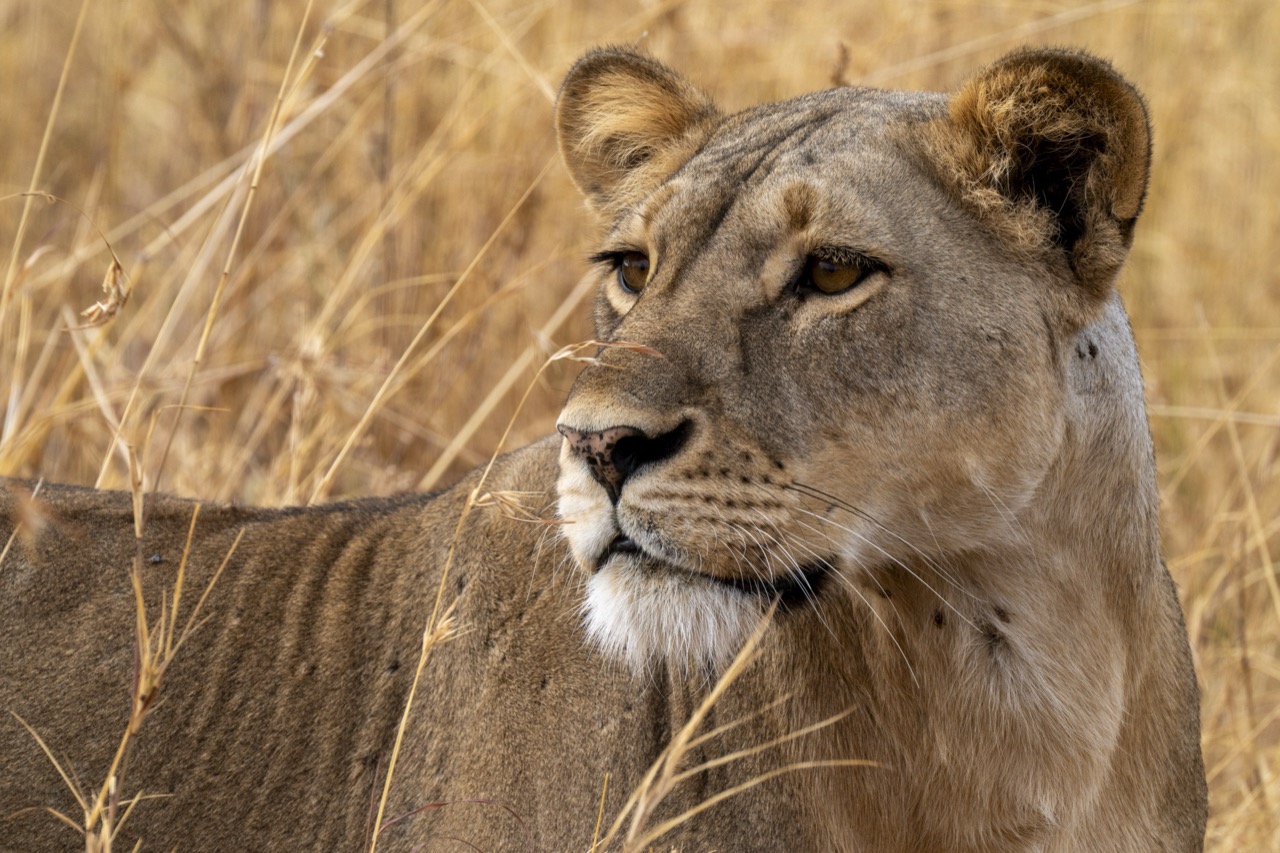Guests on a memorable Dorobo Safaris journey
