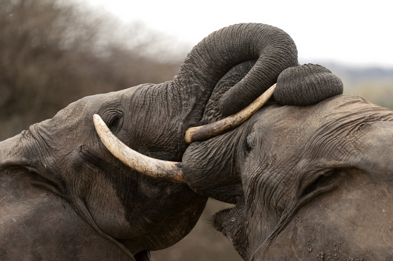 Elephants in the field on a Dorobo safari