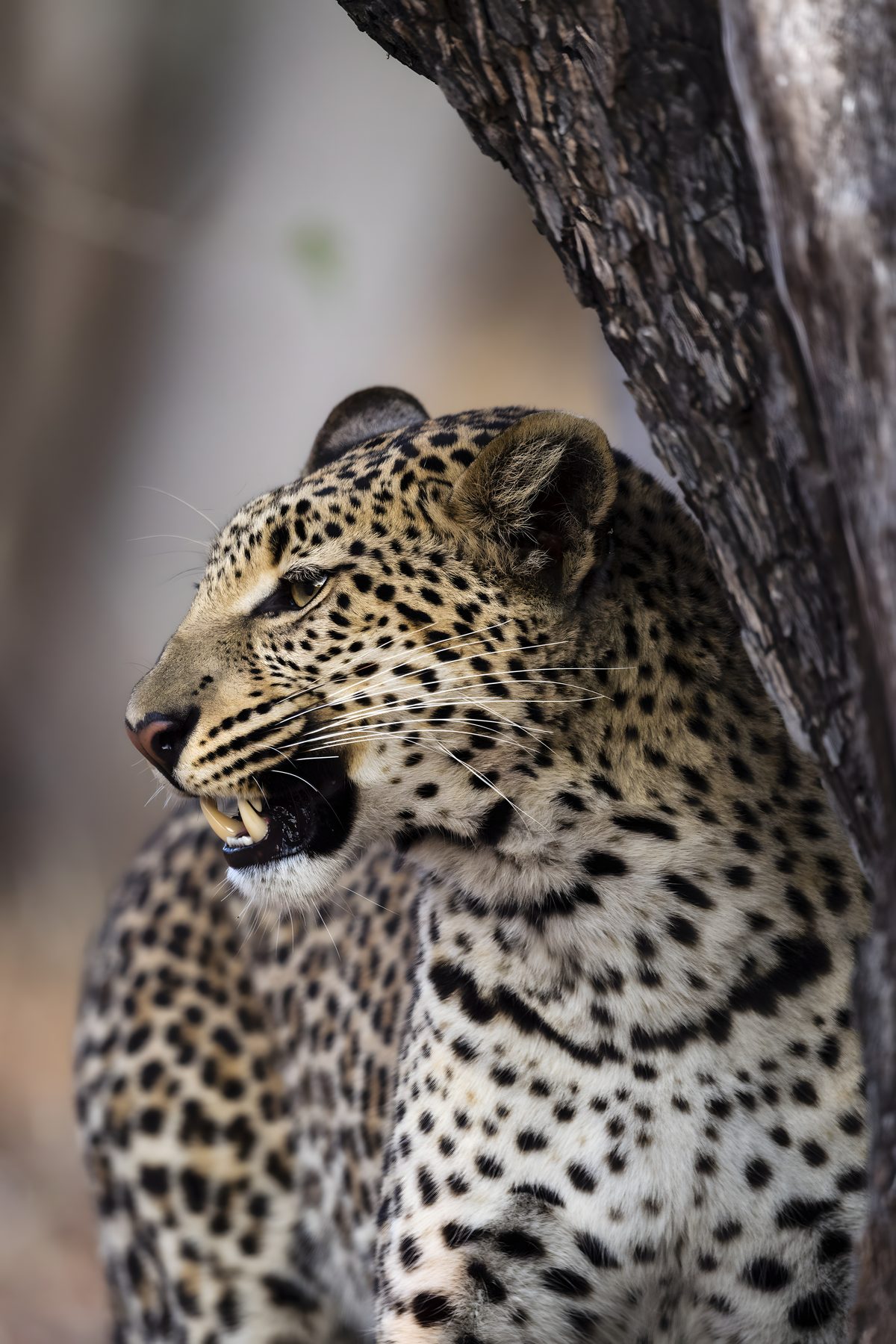 A leopard resting against a tree, photographed by Jason Edwards