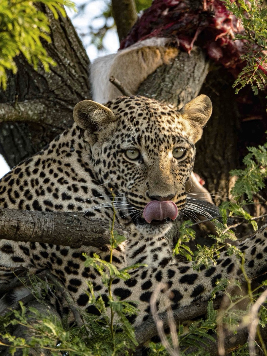 A leopard with its prey in the Tanzanian bush