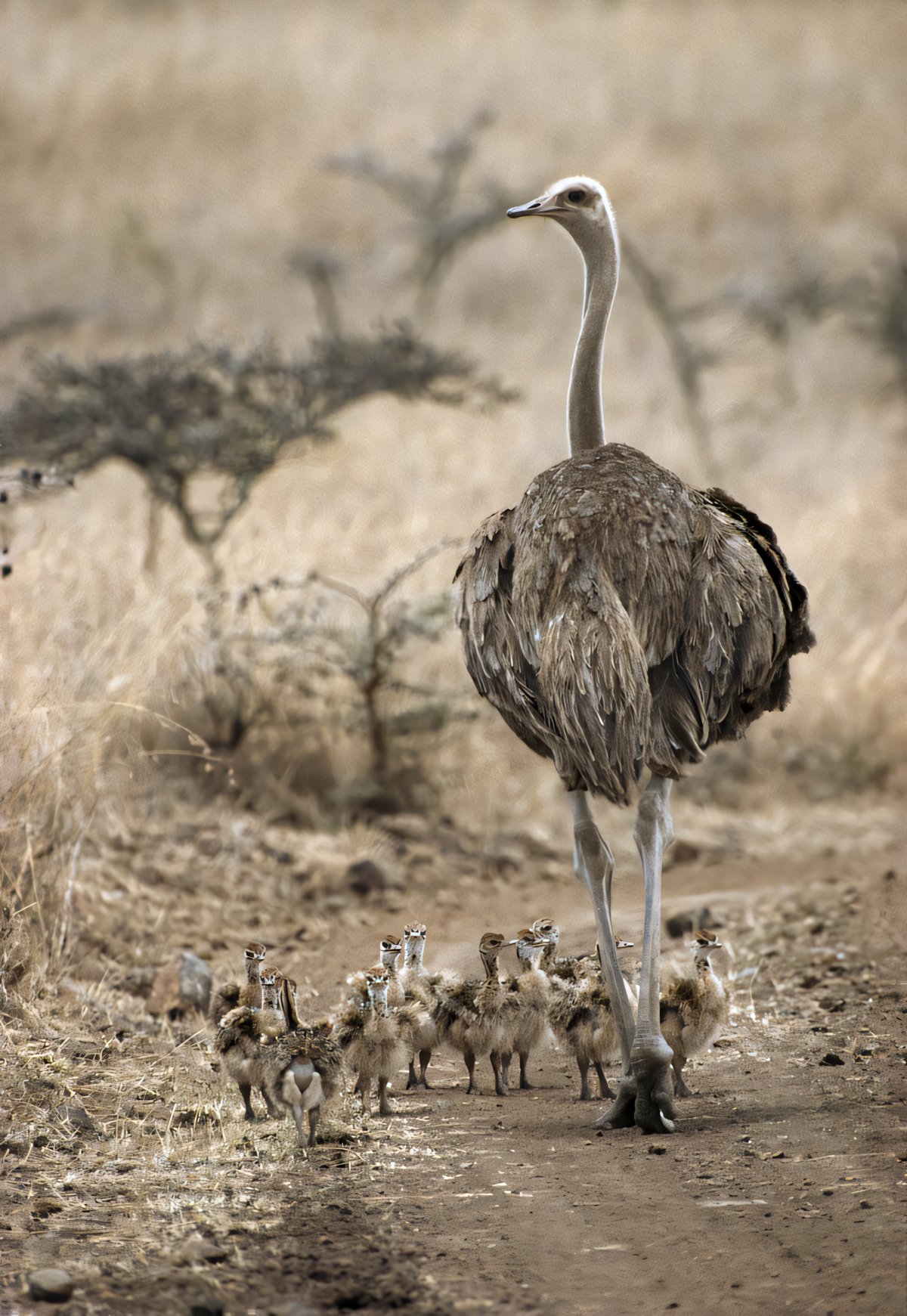 An ostrich leading chicks along a path in the bush