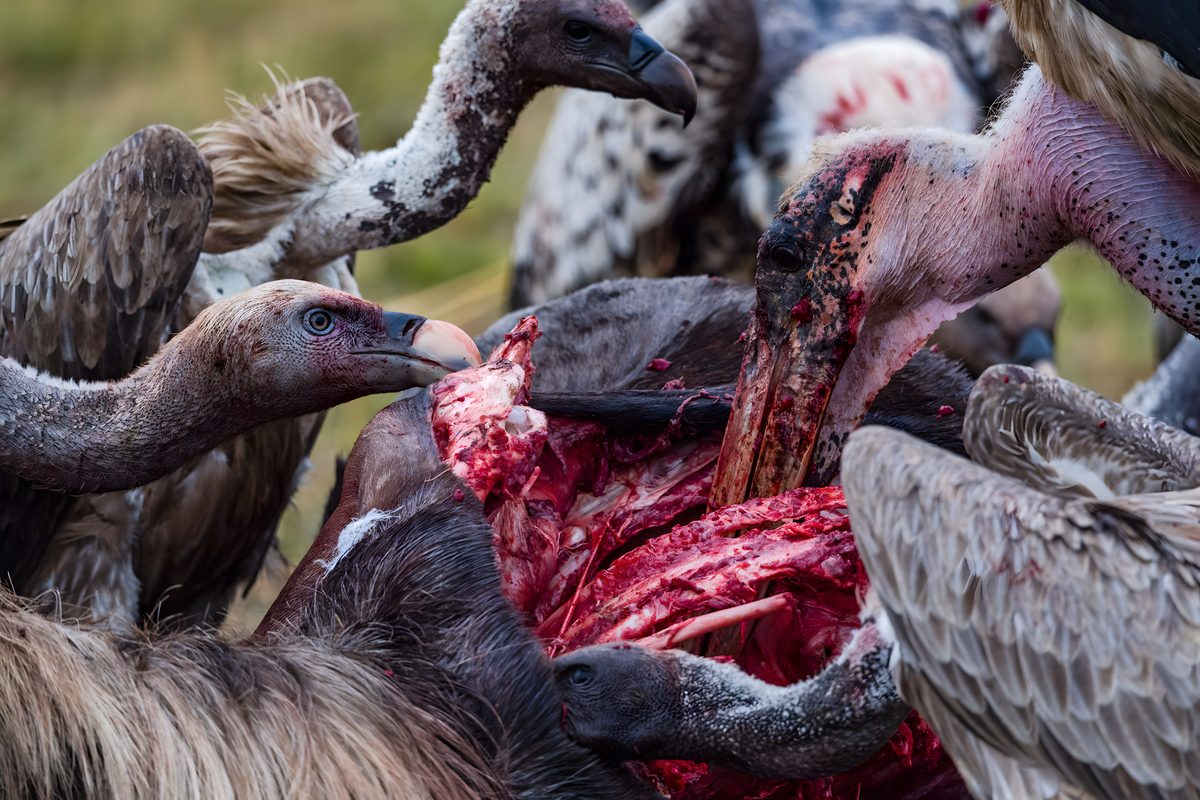 Vultures feeding at a carcass, photographed by Jason Edwards