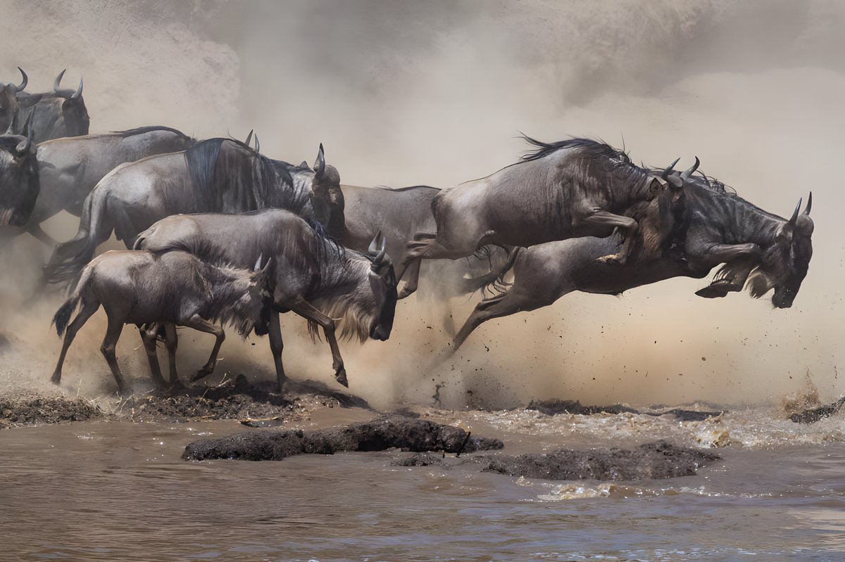 Wildebeest leaping across a river during the Great Migration in the Serengeti