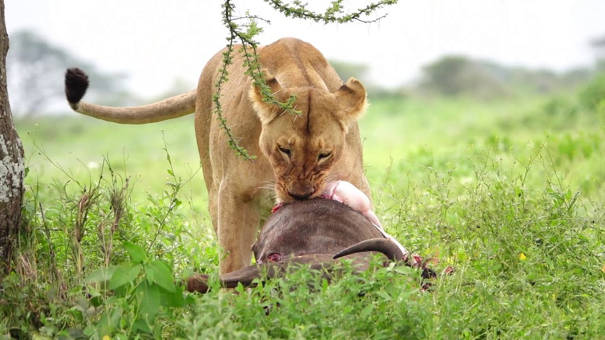 Thumbnail: Dorobo Safaris 2019 highlights film